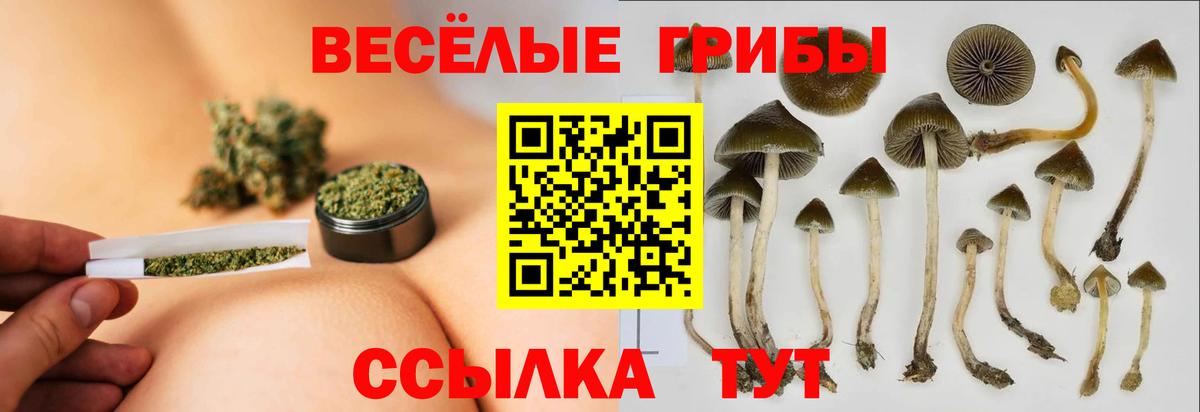 Галлюциногенные грибы GOLDEN TEACHER  Псилоцибиновые грибы Cubensis  Хабаровск  где найти наркотики  Вход с VPN 
